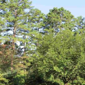 Photo #15 of 2029 SPOTTSWOOD RD, CHARLOTTESVILLE, VA 0.5 acres