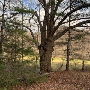 Photo #9 of TBD LOWER BACK CREEK RD, MONTEREY, VA 26.3 acres