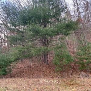 Photo #8 of TBD LOWER BACK CREEK RD, MONTEREY, VA 26.3 acres