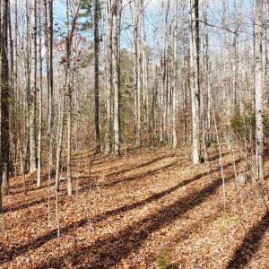Photo #13 of GILBERT STATION RD, BARBOURSVILLE, VA 9.5 acres