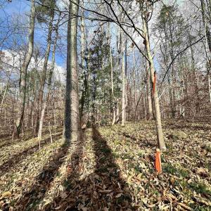 Photo #9 of GILBERT STATION RD, BARBOURSVILLE, VA 9.5 acres
