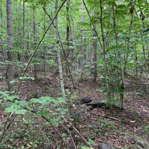 Photo #1 of GLADE RD, SCHUYLER, VA 69.0 acres