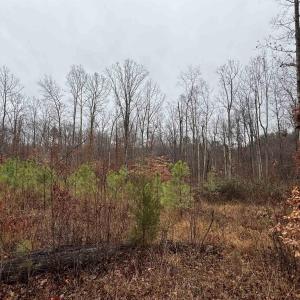 Photo #11 of 6872 JAMES ANDERSON HWY, GLADSTONE, VA 5.2 acres