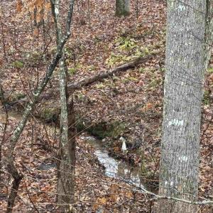 Photo #4 of 6872 JAMES ANDERSON HWY, GLADSTONE, VA 5.2 acres