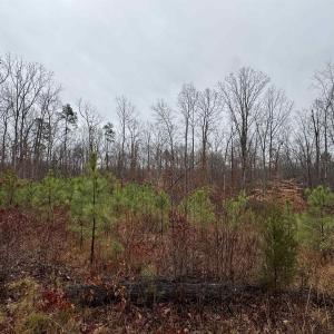 Photo #7 of 6872 JAMES ANDERSON HWY, GLADSTONE, VA 5.2 acres