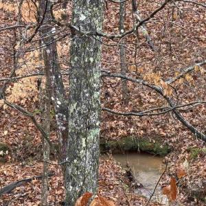 Photo #2 of 6872 JAMES ANDERSON HWY, GLADSTONE, VA 5.2 acres