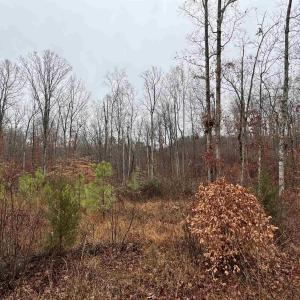 Photo #8 of 6872 JAMES ANDERSON HWY, GLADSTONE, VA 5.2 acres