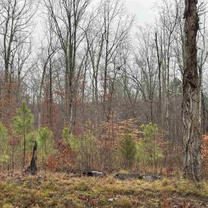 Photo #13 of 6872 JAMES ANDERSON HWY, GLADSTONE, VA 5.2 acres