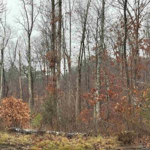 Photo #12 of 6872 JAMES ANDERSON HWY, GLADSTONE, VA 5.2 acres