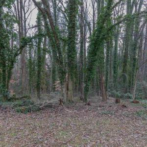 Photo #13 of Lot 13 RAYMOND AVE, CHARLOTTESVILLE, VA 0.2 acres