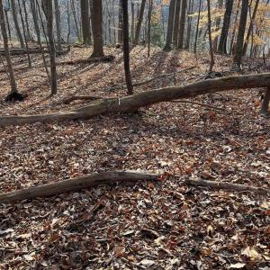 Photo #1 of MONACAN TRAIL RD, COVESVILLE, VA 24.0 acres