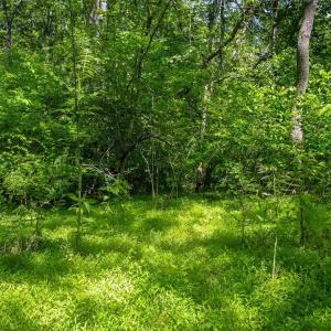 Photo #20 of 1245 CARPENTERS MILL RD, RUCKERSVILLE, VA 24.8 acres