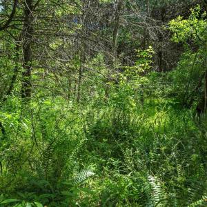 Photo #10 of 1245 CARPENTERS MILL RD, RUCKERSVILLE, VA 24.8 acres