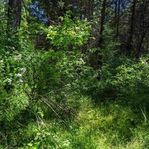 Photo #11 of 1245 CARPENTERS MILL RD, RUCKERSVILLE, VA 24.8 acres