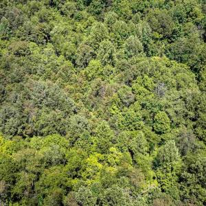Photo #6 of 1245 CARPENTERS MILL RD, RUCKERSVILLE, VA 24.8 acres