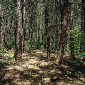 Photo #9 of 1245 CARPENTERS MILL RD, RUCKERSVILLE, VA 24.8 acres