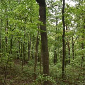 Photo #14 of 12 OLD MOUNTAIN RD, STANARDSVILLE, VA 5.6 acres