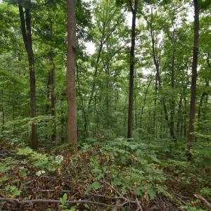 Photo #11 of 12 OLD MOUNTAIN RD, STANARDSVILLE, VA 5.6 acres