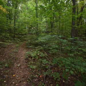 Photo #10 of 12 OLD MOUNTAIN RD, STANARDSVILLE, VA 5.6 acres