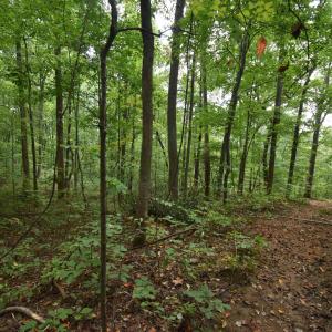 Photo #9 of 12 OLD MOUNTAIN RD, STANARDSVILLE, VA 5.6 acres