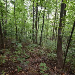 Photo #6 of 12 OLD MOUNTAIN RD, STANARDSVILLE, VA 5.6 acres