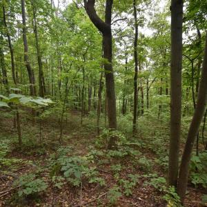 Photo #13 of 12 OLD MOUNTAIN RD, STANARDSVILLE, VA 5.6 acres