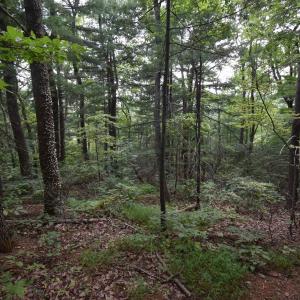 Photo #24 of 12 OLD MOUNTAIN RD, STANARDSVILLE, VA 5.6 acres