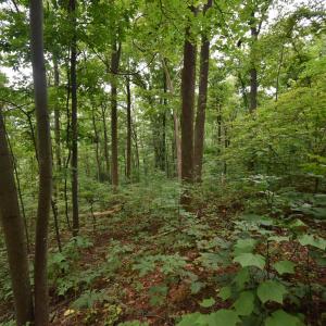 Photo #15 of 12 OLD MOUNTAIN RD, STANARDSVILLE, VA 5.6 acres