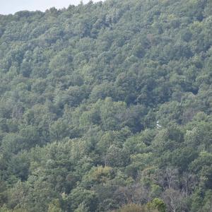 Photo #28 of 12 OLD MOUNTAIN RD, STANARDSVILLE, VA 5.6 acres