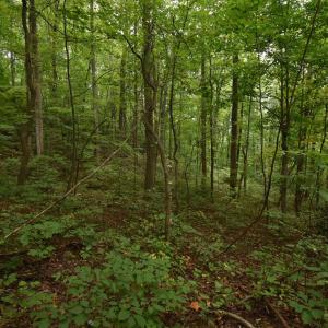 Photo #8 of 12 OLD MOUNTAIN RD, STANARDSVILLE, VA 5.6 acres