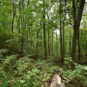 Photo #7 of 12 OLD MOUNTAIN RD, STANARDSVILLE, VA 5.6 acres