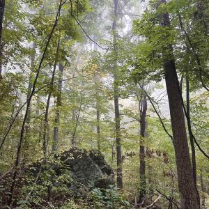 Photo #13 of 728 LOVE RD, LYNDHURST, VA 29.3 acres