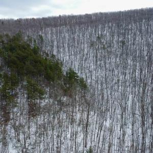 Photo #13 of TBD CUBBAGE HOLLOW RD, STANLEY, VA 40.6 acres