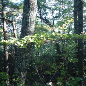 Photo #16 of FARMVIEW RD, STANARDSVILLE, VA 2.2 acres