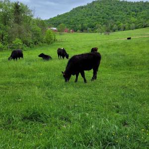 Photo #3 of FARMVIEW RD, STANARDSVILLE, VA 2.2 acres