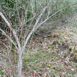 Photo #7 of TBD HIGHLAND TPKE, MONTEREY, VA 5.7 acres