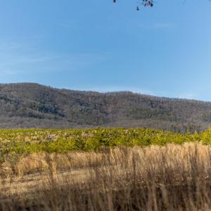 Photo #74 of 358 COUNTY LINE LN, BROADWAY, VA 751.1 acres