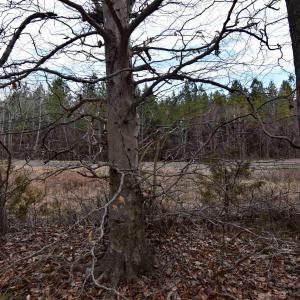 Photo #13 of TBD GLADE RD, SCHUYLER, VA 7.5 acres
