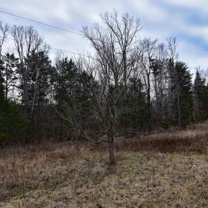 Photo #11 of TBD GLADE RD, SCHUYLER, VA 7.5 acres