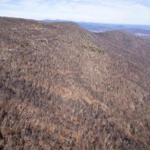 Photo #20 of SADDLE HOLLOW RD, CROZET, VA 287.1 acres