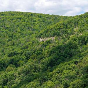Photo #4 of SADDLE HOLLOW RD, CROZET, VA 287.1 acres