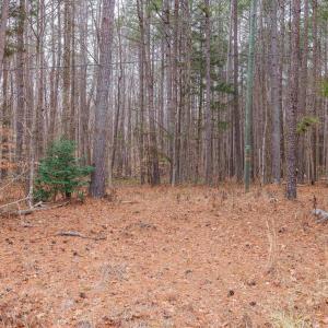 Photo #30 of Lot 1 PINEY GREEN RD, CREWE, VA 13.5 acres
