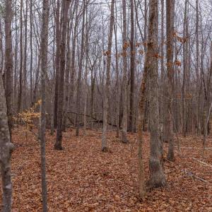 Photo #23 of Lot 2 PINEY GREEN RD, CREWE, VA 12.8 acres