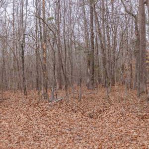 Photo #28 of Lot 3 PINEY GREEN RD, CREWE, VA 9.1 acres