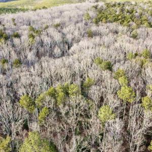 Photo #14 of 20602 BEAVERDAM RD, BEAVERDAM, VA 87.5 acres
