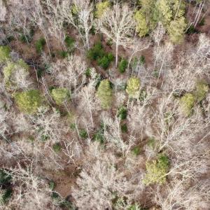 Photo #10 of 20602 BEAVERDAM RD, BEAVERDAM, VA 87.5 acres