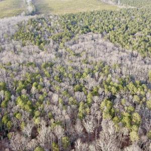 Photo #11 of 20602 BEAVERDAM RD, BEAVERDAM, VA 87.5 acres