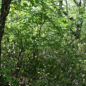 Photo #5 of TBD HIGH VALLEY NORTH, MONTEREY, VA 5.0 acres