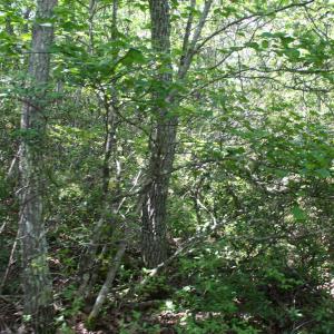 Photo #1 of TBD HIGH VALLEY NORTH, MONTEREY, VA 5.0 acres