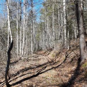 Photo #4 of tbd WESTMINSTER RD, MILLBORO, VA 114.0 acres